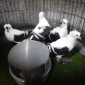 Show Pigeons SYDNEY.