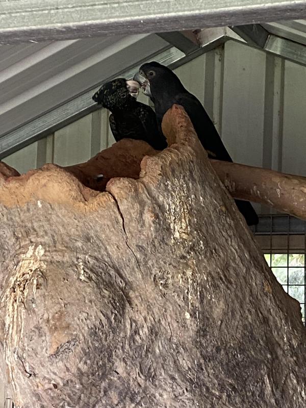 Red tail black cockatoos