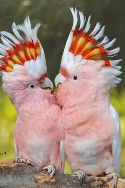 Major Mitchell Cockatoo - Breeding Pair