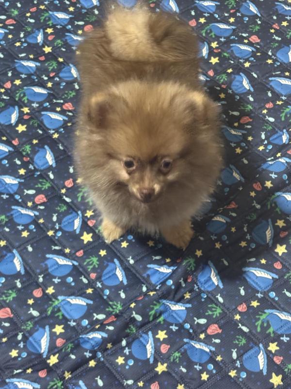 Male chocolate stable Pomeranian