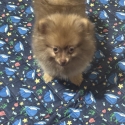 Male chocolate stable Pomeranian