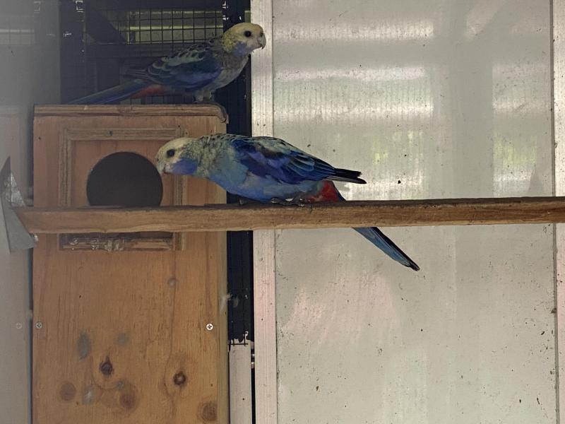 BLUE BACK BLUE CHEEK ROSELLA BREEDING PR