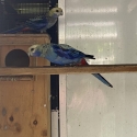 BLUE BACK BLUE CHEEK ROSELLA BREEDING PR