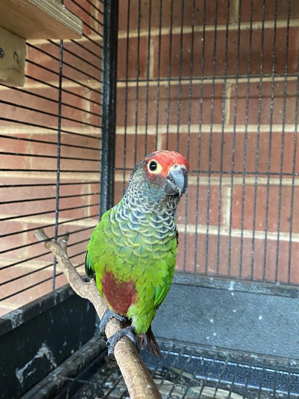 Roseifrons conures