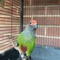 Roseifrons conures