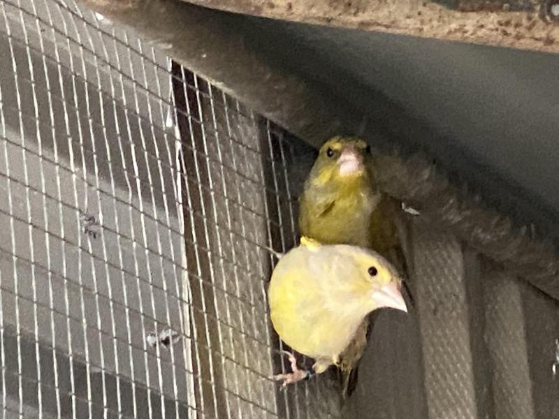 AGATE GREENFINCH SPLIT COCKS & PR