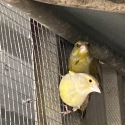 AGATE GREENFINCH SPLIT COCKS & PR