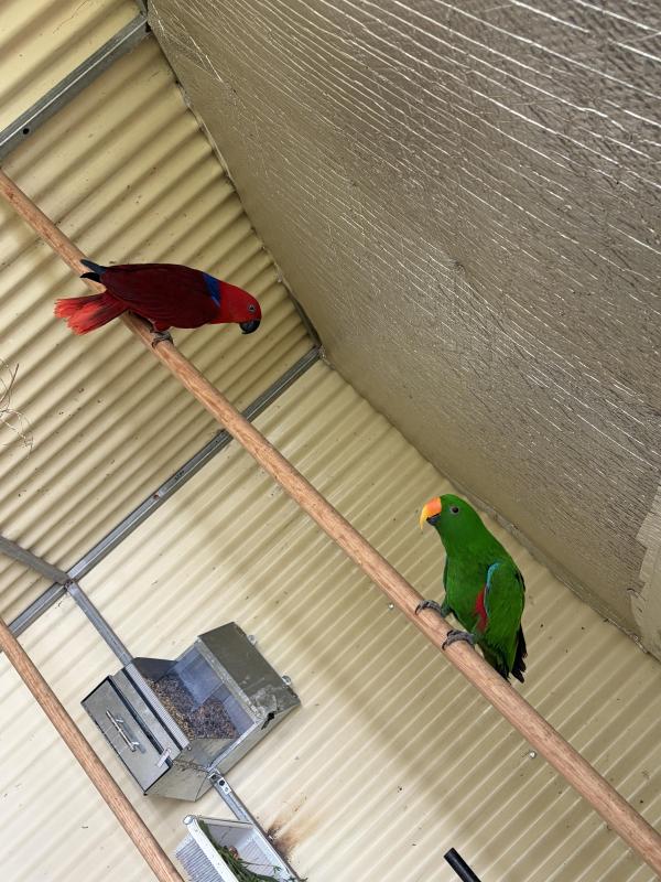 eclectus parrots