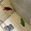 eclectus parrots