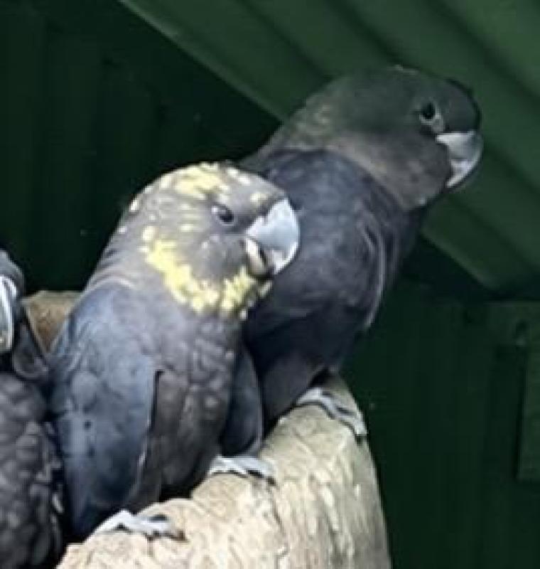 Glossy Cockatoo Pairs E.O.I