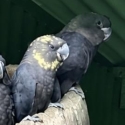 Glossy Cockatoo Pairs E.O.I