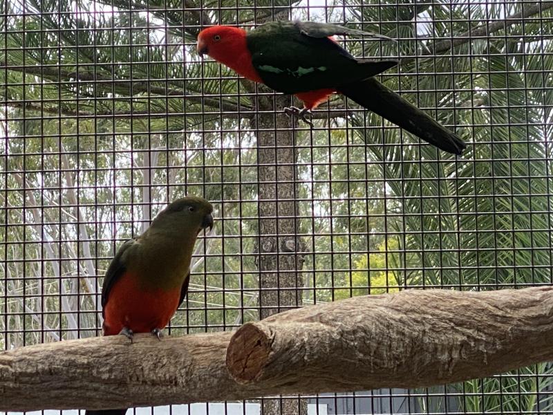 KING PARROT GREY GREEN PR