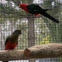 KING PARROT GREY GREEN PR