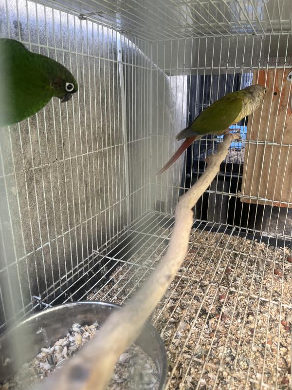 conures pair for sale or swap
