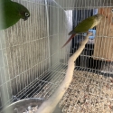 conures pair for sale or swap