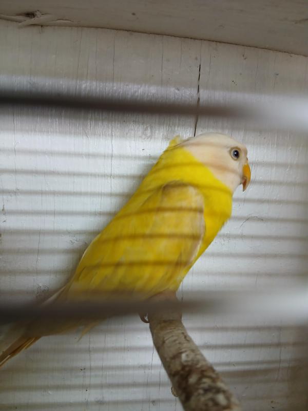 Pastel golden olive plumhead hen