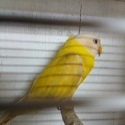 Pastel golden olive plumhead hen