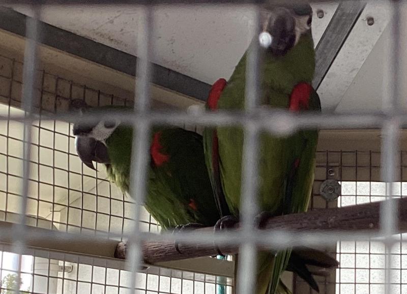 Breeding age bonded pair Hahns Macaws