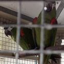 Breeding age bonded pair Hahns Macaws