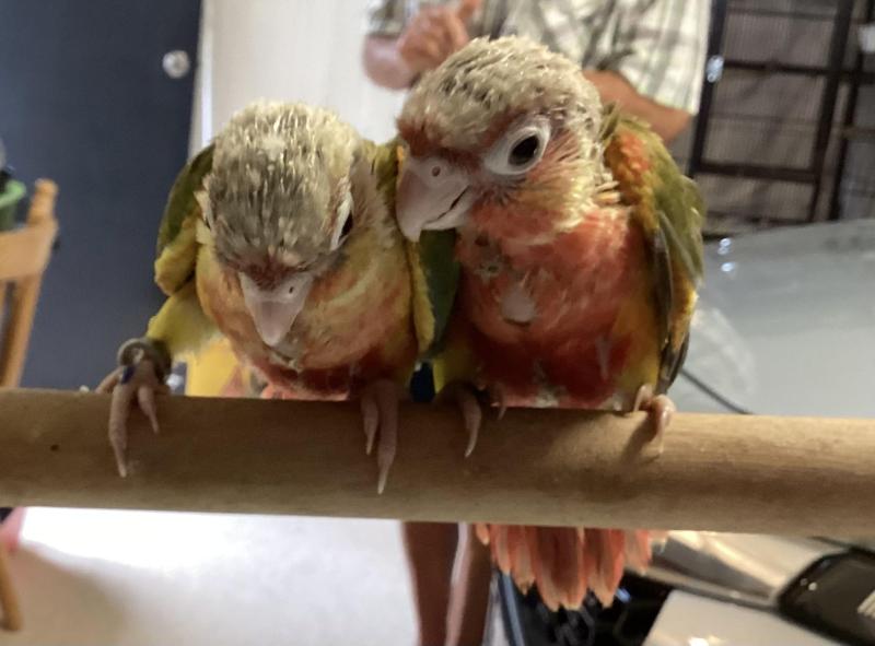 Hand raised High Red Front Conures. Last photo parents