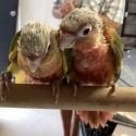 Hand raised High Red Front Conures. Last photo parents