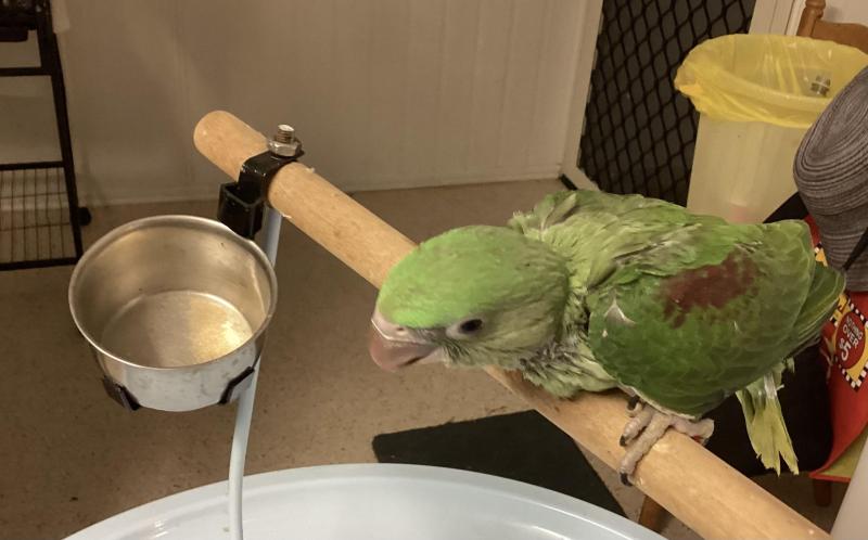 Female Alexandrine