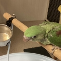 Female Alexandrine