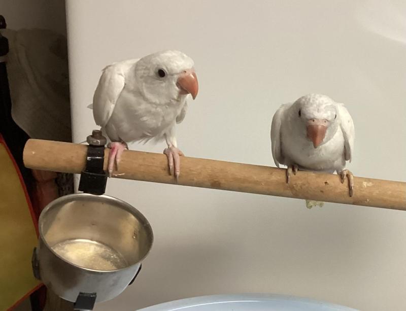 Hand raised White Ringnecks. LAST PHOTO IS PARENTS