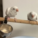 Hand raised White Ringnecks. LAST PHOTO IS PARENTS