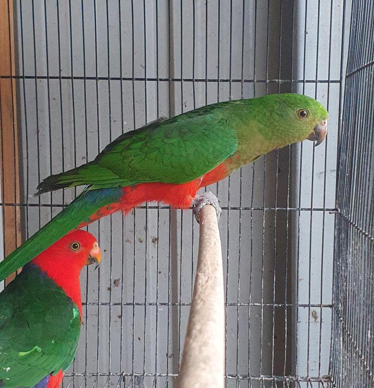 Breeding Pairs King Parrots