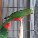 Breeding Pairs King Parrots
