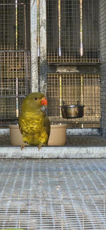 Dilute grey green (mustard)scaly breasted lorikeet