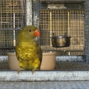 Dilute grey green (mustard)scaly breasted lorikeet