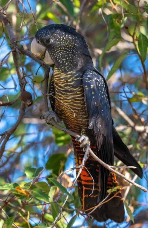 Naso Redtail Black Cockatoo - Breeding Pair