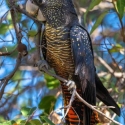 Naso Redtail Black Cockatoo - Breeding Pair