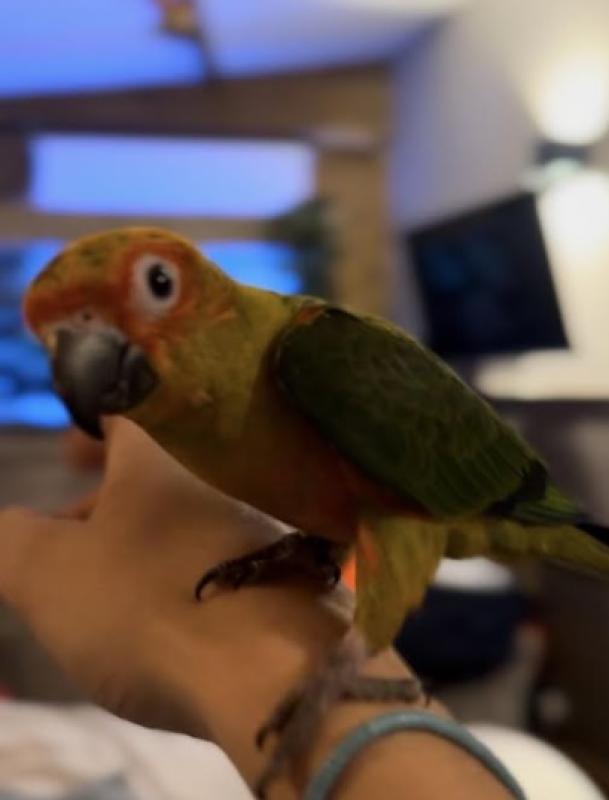 Sun Conure Handraised bird