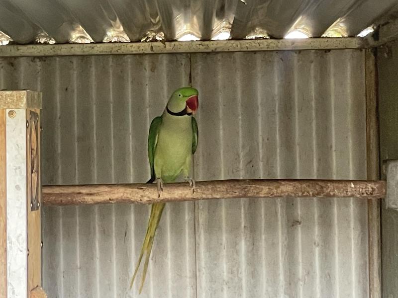 Birds going to Maitland sale