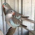 FS: PRINCESS PARROT-BREEDING PAIR-