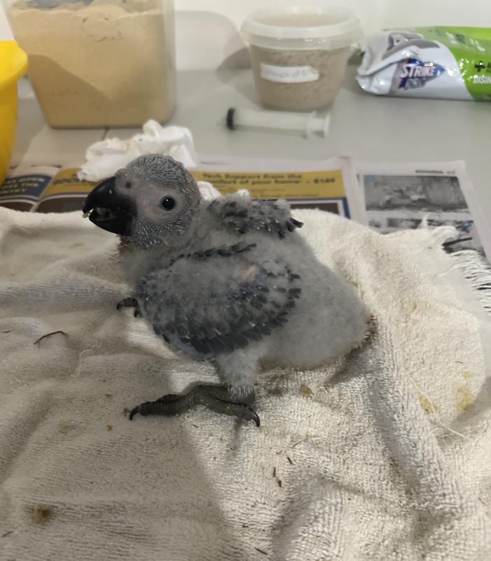 BABY AFRICAN GREYS
