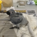 BABY AFRICAN GREYS