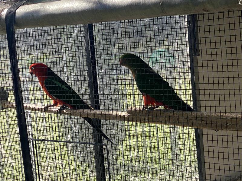 King Parrot prs