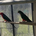 King Parrot prs