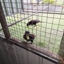 Black Lorie's (breeding pair)