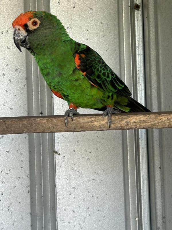 JARDINE BLACK WING COCK