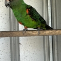 JARDINE BLACK WING COCK