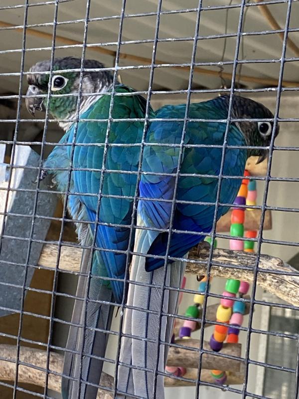PROVEN BREEDING PAIR DF VIOLET GREEN CHEEK CONURES
