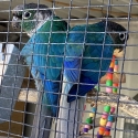 PROVEN BREEDING PAIR DF VIOLET GREEN CHEEK CONURES
