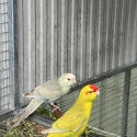 Fallow Kakariki mutations