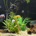 FS CORNER FISH TANK AND ACCESSORIES