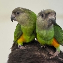 Handraised Senegal Parrots
